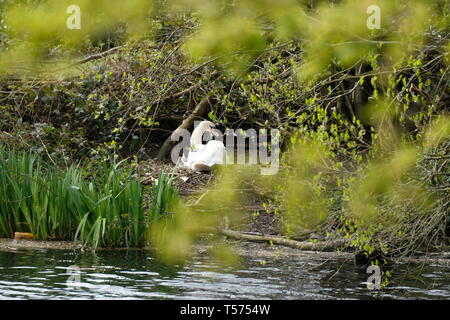 Swan seduta sulle uova Foto Stock