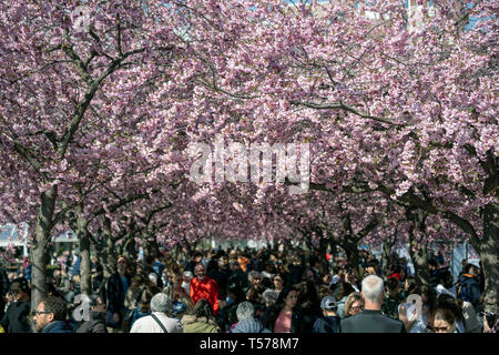 Stoccolma, Svezia. Xxi Aprile, 2019. Le persone godono di fiori di ciliegio presso il giardino del re nel centro di Stoccolma, la capitale della Svezia il 21 aprile 2019. Credito: Wei Xuechao/Xinhua/Alamy Live News Foto Stock