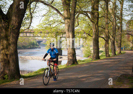 Ciclisti in aprile lungofiume Preston, Lancashire. Avenham Park, che è delimitato dal lento fiume Ribble. National Cycle Network Route 6 e 62 con viali alberati che attraversano il parco e ci sono chilometri di sentieri ben asfaltati e sentieri lungo le rive del fiume. Foto Stock