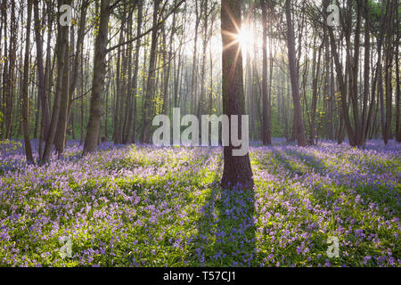 Brumby legno, Scunthorpe, North Lincolnshire, Regno Unito. 22 apr, 2019. Regno Unito Meteo: la mattina presto in un inglese bluebell woodland in primavera. Brumby legno, Scunthorpe, North Lincolnshire, Regno Unito. 22 apr, 2019. Credito: LEE BEEL/Alamy Live News Foto Stock