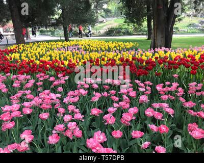 (190422) -- Pechino, 22 aprile 2019 (Xinhua) -- foto scattate con un telefono cellulare mostra tulip fiori a Zhongshan Park di Pechino, capitale della Cina, 21 aprile 2019. (Xinhua/Wang Haijing) Foto Stock