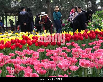 (190422) -- Pechino, 22 aprile 2019 (Xinhua) -- foto scattate con un telefono cellulare mostra le persone che visualizzano tulip fiori a Zhongshan Park di Pechino, capitale della Cina, 21 aprile 2019. (Xinhua/Wang Haijing) Foto Stock