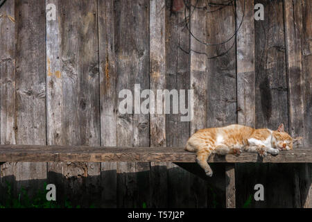 Bruno gatto si rilassa sotto il sole Foto Stock