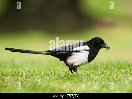 Magpie, Pica Pica, conosciuta anche come la magpie Black-fattura, raccoglie l'erba e il muschio per rivestire il suo nido di ramoscelli, Queen's Park, Londra, Regno Unito Foto Stock