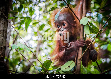 Mondo Bimbo più carini orangutan si blocca in una struttura ad albero nella giungla del Borneo con un ramo in bocca Foto Stock