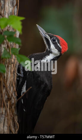 Picchio Pileated Foto Stock