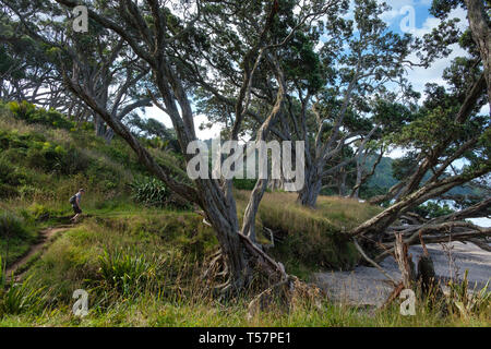 Escursionista sul sentiero in Orokawa riserva paesaggistica, Waihi Beach, Baia di Planty, Isola del nord, Nuova Zelanda Foto Stock