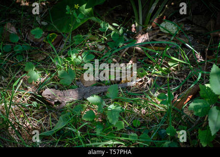 (TUATARA Sphenodon punctatus) in Zealandia, un progetto di conservazione e di attrazione è il primo al mondo completamente recintata ecosanctuary , Wellington, Nuova Ze Foto Stock