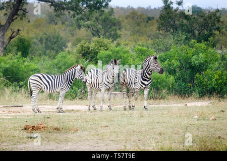 Gruppo di tre zebre nel selvaggio Foto Stock