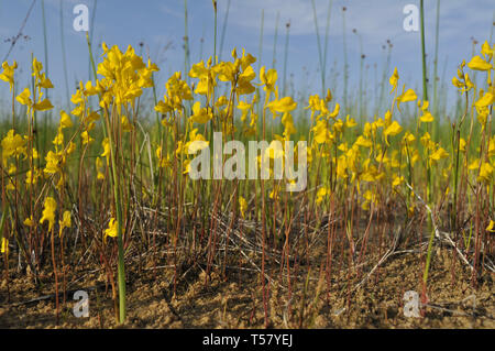 Utricularia cornuta, bladderwort Foto Stock