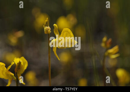 Utricularia cornuta, bladderwort Foto Stock