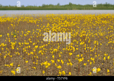 Utricularia cornuta, bladderwort Foto Stock