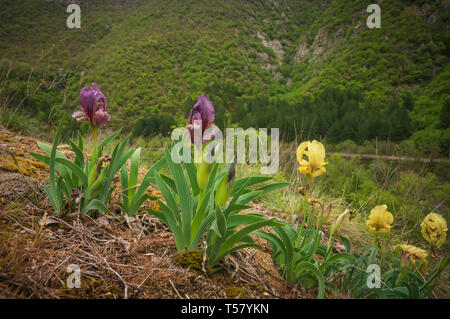 Iris selvatici, Bulgaria, crescente nella parte superiore della gola di Kresna, la primavera Foto Stock