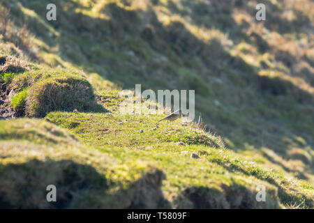 Allodola Alauda (arvense) cerca fuori insetti dal terreno, Hay on Wye Powys Wales UK. Marzo 2019. Foto Stock