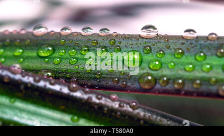 Gocce di acqua su una foglia di rosso refilato Dracaena. Immagine macro di pioggia naturale, gocce di rugiada. Il giardinaggio, acqua fresca, concetto ambientale. Foto Stock