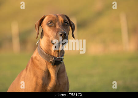 Ritratto di un marrone Rhodesion Ridheback hound è seduto nella parte anteriore del green sfondo sfocato in natura. Foto Stock