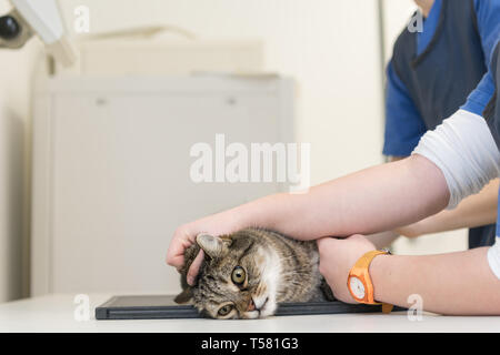 Gatto nella pratica veterinaria. Veterinario è X-ray l'animale Foto Stock