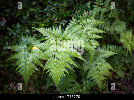 Belle foglie di felce fogliame verde felce floral background Foto Stock