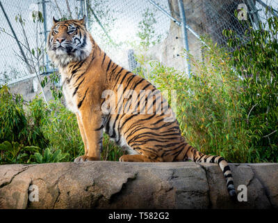 La tigre di Sumatra presso lo Zoo di Chester Isole seduto su una roccia Foto Stock