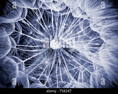 Macro di gigante tarassaco Foto Stock