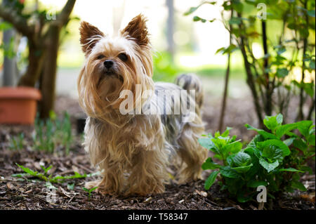 Yorkshire terrier su sfondo di legno Foto Stock