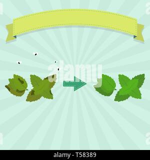 Il marcio menta verde con mosche e menta romana fresca. Nastro vuoto per inserire il testo. Illustrazione Vettoriale