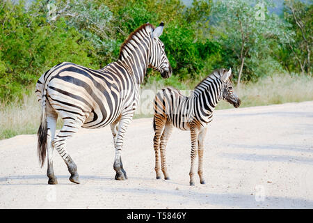 Adulto zebra e colt nel selvaggio Foto Stock