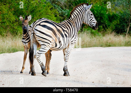 Adulto zebra e colt nel selvaggio Foto Stock