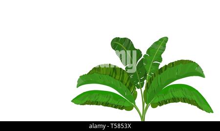 Colore verde brillante delle foglie di banana palm. Bush. Tema tropicale. per stampare, immagine o cartolina. illustrazione Illustrazione Vettoriale