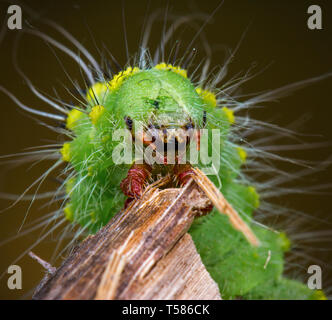 Saturnia pavonia Green monster macrofotografia larva membro Foto Stock