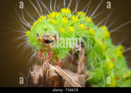 Saturnia pavonia Green monster macrofotografia larva membro Foto Stock