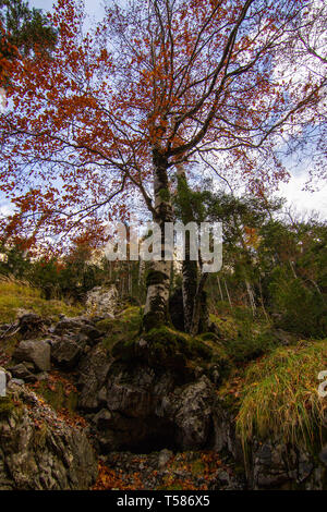 Auttum bellissimo paesaggio forestale a Ainsa huesca, Spagna Foto Stock