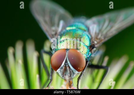 Fly phography macro in posa e mostra le sue ali Foto Stock