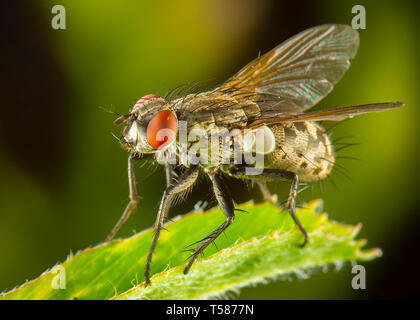 Fly phography macro in posa e mostra le sue ali Foto Stock