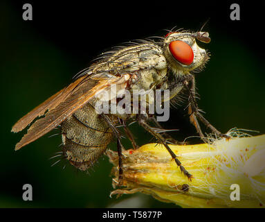 Fly phography macro in posa e mostra le sue ali Foto Stock