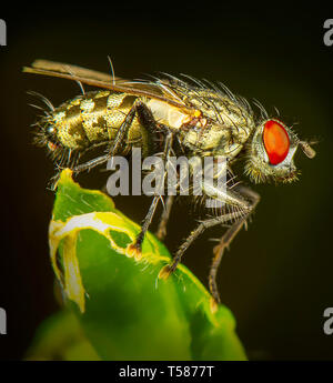 Fly phography macro in posa e mostra le sue ali Foto Stock