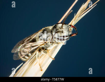 Fly phography macro in posa e mostra le sue ali Foto Stock