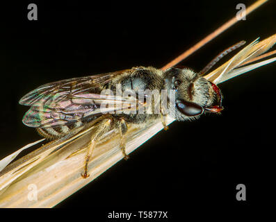 Fly phography macro in posa e mostra le sue ali Foto Stock