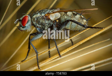 Fly phography macro in posa e mostra le sue ali Foto Stock