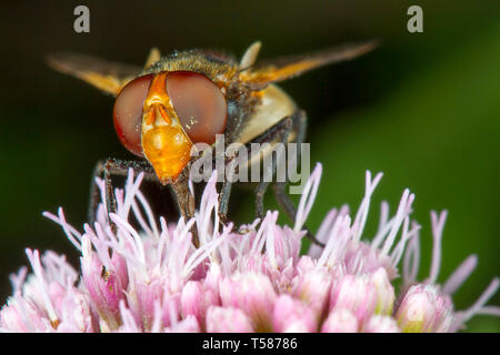 Fly phography macro in posa e mostra le sue ali Foto Stock