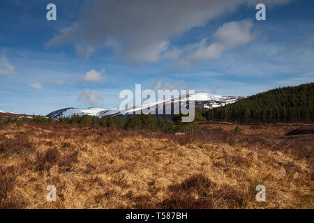 La brughiera erbosa e di pino silvestre foresta con Sgurr na Lapaich al di là di Glen Affric Riserva Naturale Nazionale regione delle Highlands della Scozia UK Aprile 2015 Foto Stock