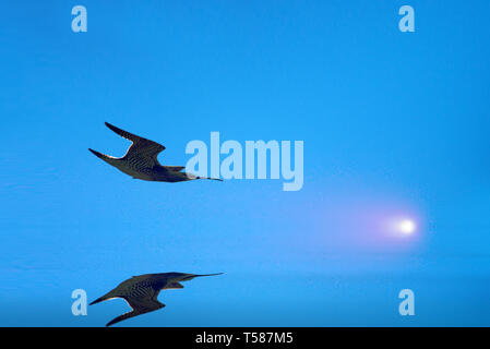 Volare sullo schermo. Disegno di un uccello che vola sopra ancora acqua sulla serata di nebbia e la luna che sorge Whimbrel (Numenius phaeopus) oltre lo specchio d acqua, piano Foto Stock