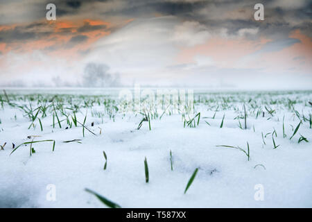 Agricoltura in nord. Resistente al gelo di grano di inverno sotto la prima neve. Breve giornata invernale con nuvole che vengono illuminate dal sole basso. Il paesaggio agricolo Foto Stock