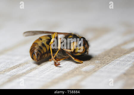 Un morto wasp si posa capovolto sul terreno Foto Stock