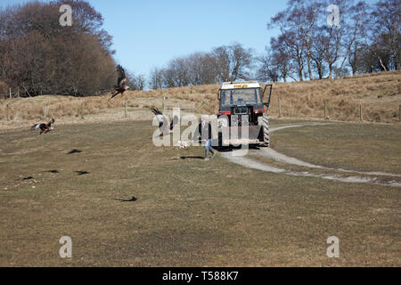 Buttare la carne per Red Kites Gigrin Farm Rhayader Powys Galles Regno Unito Foto Stock