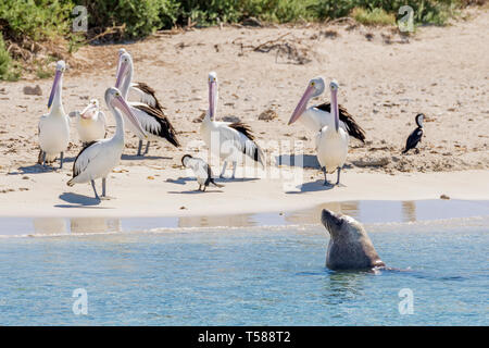 Un leone di mare e un gruppo di pellicani sulla sabbiosa spiaggia di Isola dei pinguini, Rockingham, Australia occidentale Foto Stock