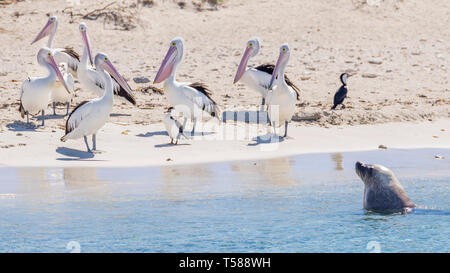 Un leone di mare e un gruppo di pellicani sulla sabbiosa spiaggia di Isola dei pinguini, Rockingham, Australia occidentale Foto Stock