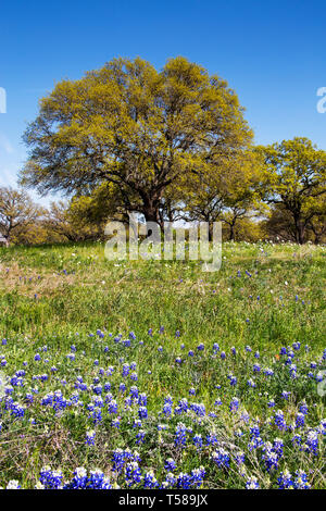 Willow città fiori selvatici in un pascolo su WIllow City Loop, Texas Foto Stock