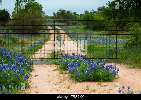 Gated strada piena di Bluebonnets vicino a Willow City Loop in Texas Hill Country Foto Stock