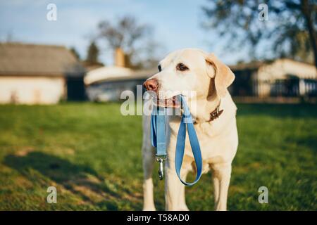Azienda del cane guinzaglio in bocca. Simpatico labrador retriever attesa per camminare sul giardino sul retro della casa. Foto Stock